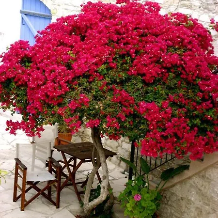 Country house Traditional Village
